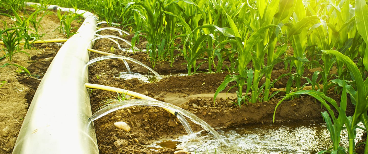 Sanchotene Agronegócios - O que é irrigação por sulcos e politubos e como funciona?