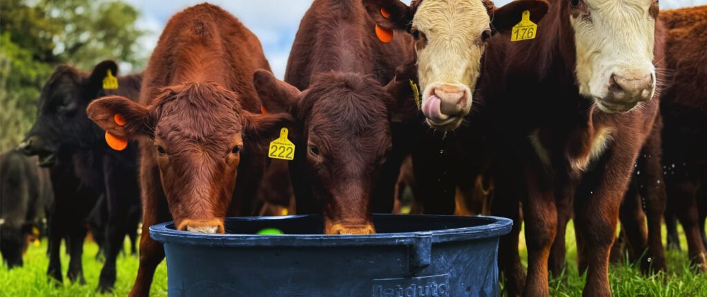 Sanchotene Agronegócios - Como a hidratação do rebanho garante alto desempenho na pecuária de leite e de corte