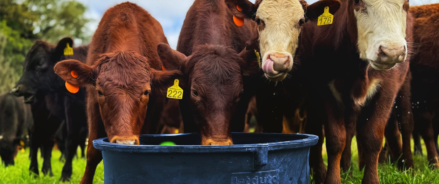 Sanchotene Agronegócios - Como a hidratação do rebanho garante alto desempenho na pecuária de leite e de corte