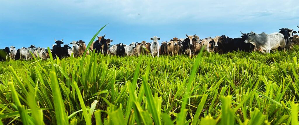 Sanchotene Agronegócios - Descubra o potencial da integração lavoura-pecuária e aumente a produtividade da sua fazenda