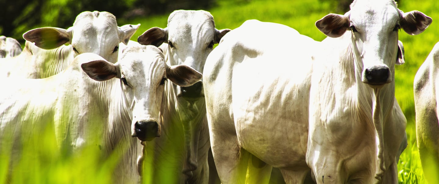 Sanchotene Agronegócios - Pecuária intensiva: fundamentos, vantagens e desafios para ampliar produtividade com sustentabilidade