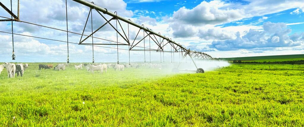 Sanchotene Agronegócios - Manejo de pastagens irrigadas: como maximizar a eficiência do seu projeto de pecuária intensiva