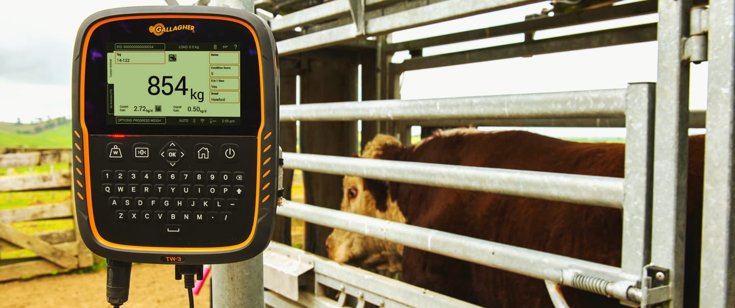 Sanchotene Agronegócios - Pesagem de animais na pecuária: agilidade e precisão com balança eletrônica