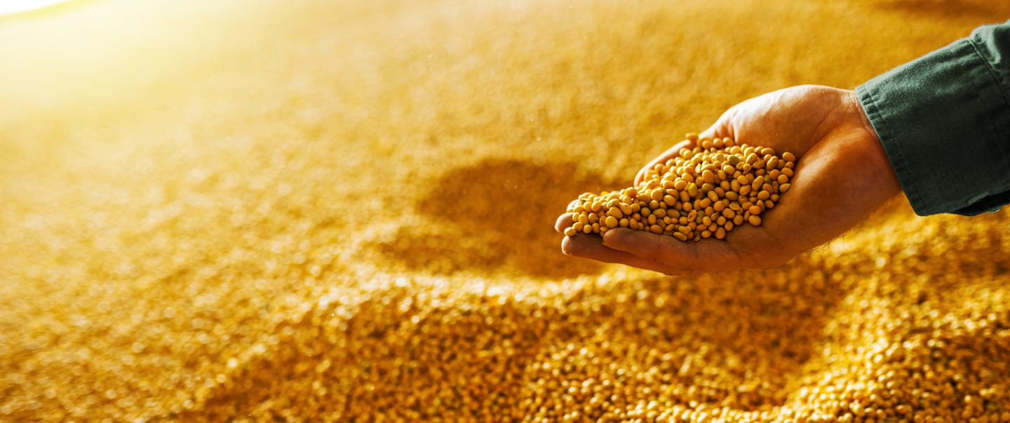 Sanchotene Agronegócios - Melhores práticas em armazenagem de grãos: limpeza, secagem e controle de pragas