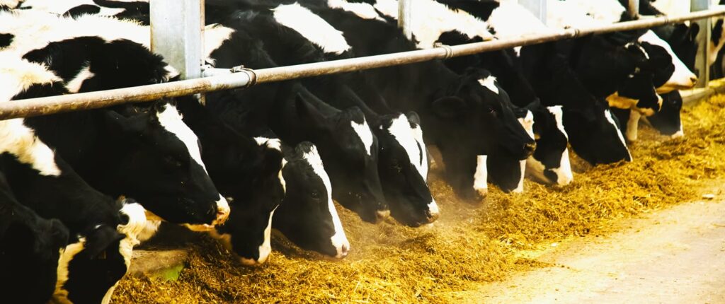 Sanchotene Agronegócios - Rotinas de confinamento: a nutrição como chave para o desempenho do rebanho
