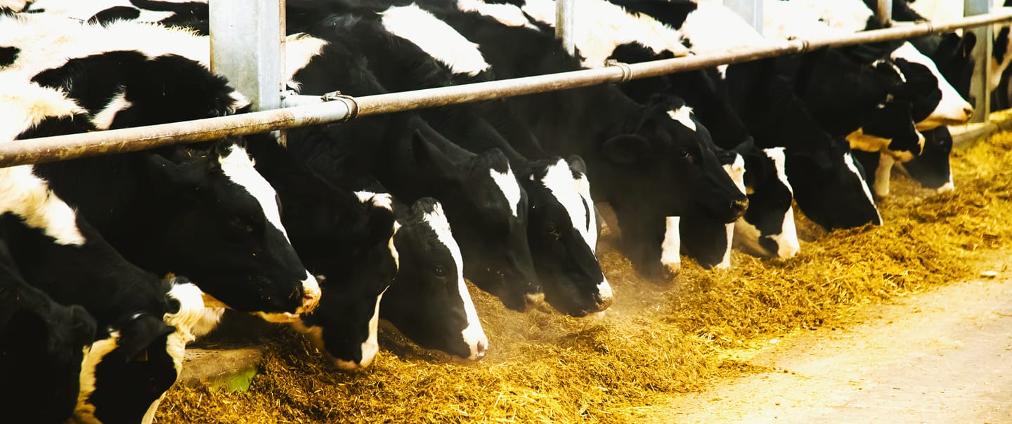 Sanchotene Agronegócios - Rotinas de confinamento: a nutrição como chave para o desempenho do rebanho