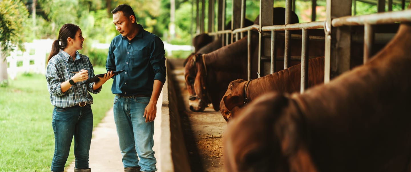 Sanchotene Agronegócios - Rotinas de confinamento bovino: boas práticas para gerenciamento do bem-estar animal