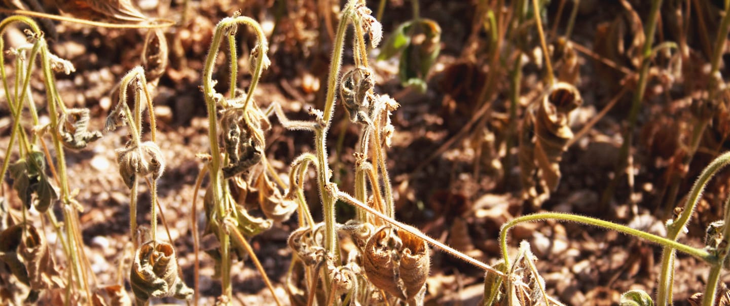 Sanchotene Agronegócios - Como produtores do RS podem reduzir os impactos da estiagem com irrigação diante da queda na safra de soja e milho em 2026