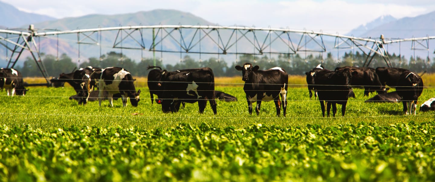 Sanchotene Agronegócios - Como a irrigação contribui para a integração lavoura-pecuária