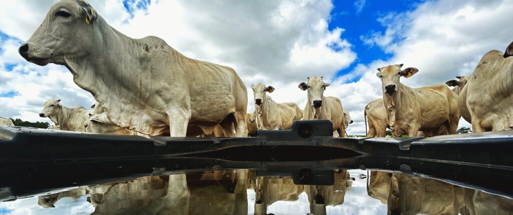 Sanchotene Agronegócios - Manejo de água na pecuária: como garantir oferta constante com menor custo